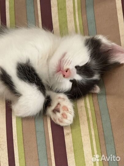 Котята в добрые руки даром