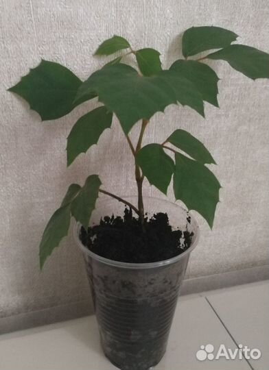 Комнатное растение Циссус