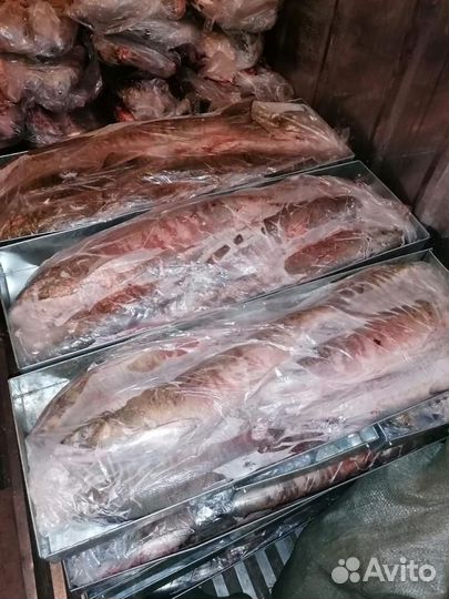 Рыба кета