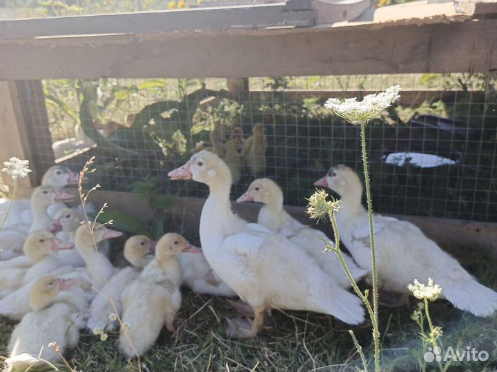 Утки тяжелой линии белые французы