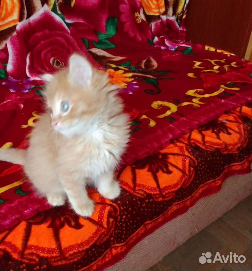 Персидский котенок