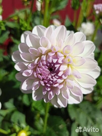 Георгины клубни