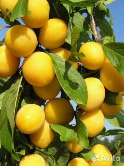 Плодово-ягодные культуры. Кустарники,Саженцы