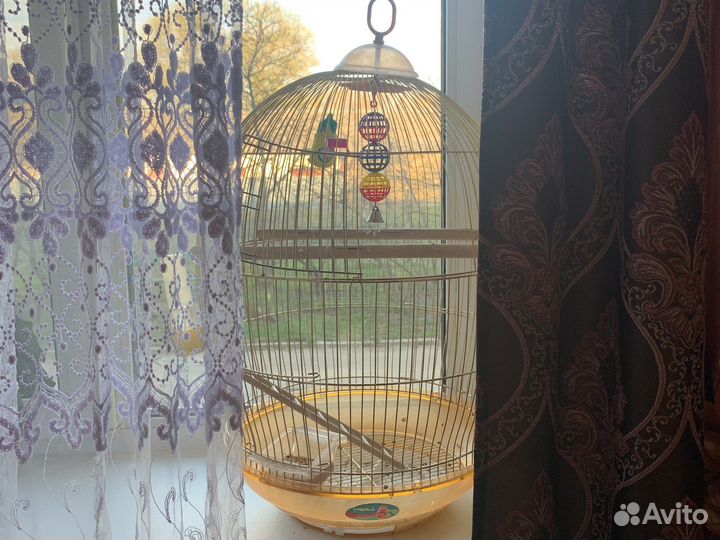 Попугай карелла девочка