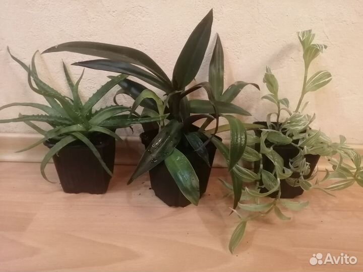 Комнатные цветы