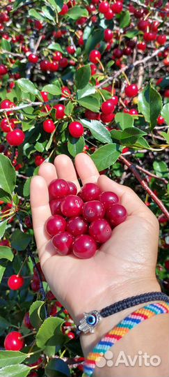 Вишня ягода свежая