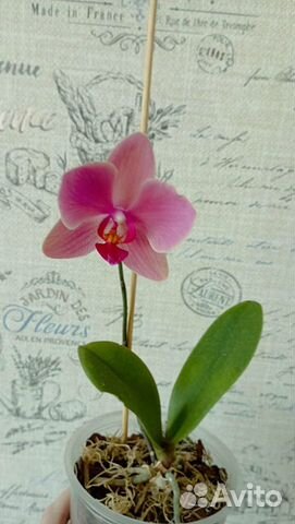 Орхидея фаленопсис на цвету