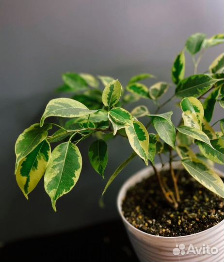 Фикусы: Tриангуляриc Bайт Маpджин/Бенджамина