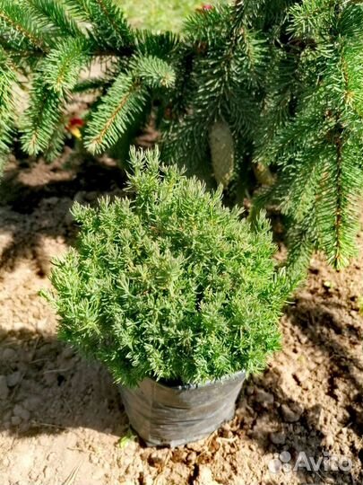 Хвойные растения