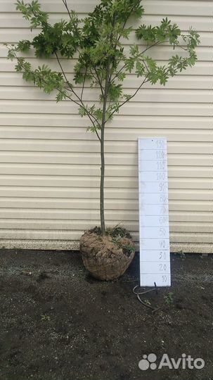 Рябина декоративная