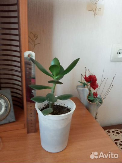 Денежное дерево