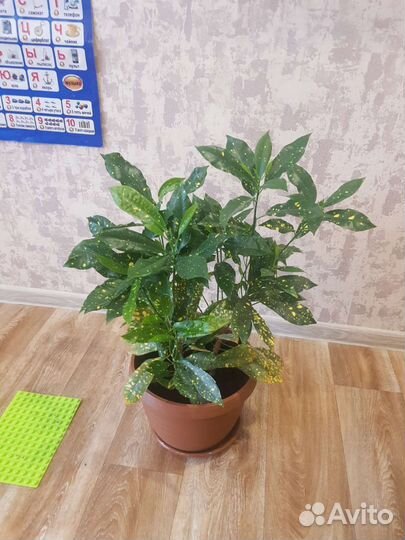 Кротон тайский
