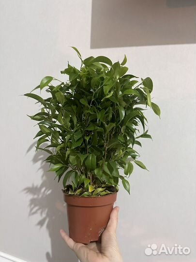 Фикус наташа