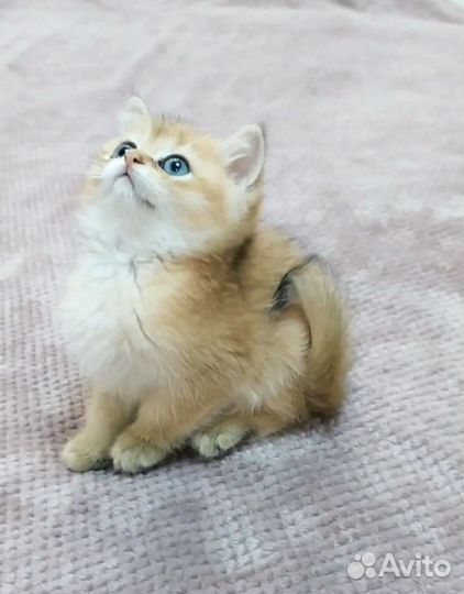 Малыш-эксклюзивчик золотая шиншиллла с родословной