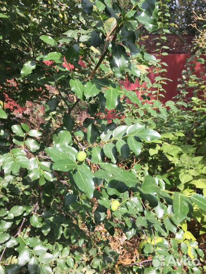 Саженцы унаби (зизифус)