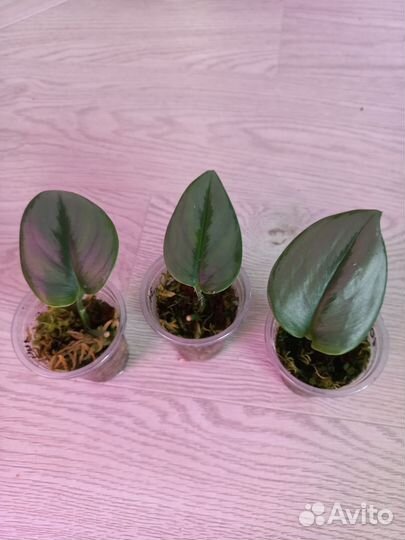 Сциндапсус мунлайт