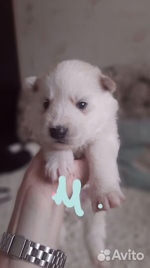 Щенки хаски