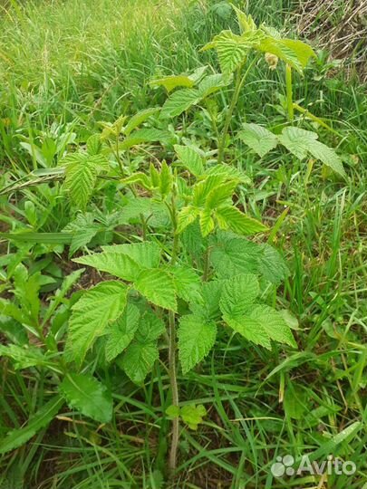 Саженцы малины