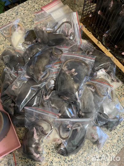 Крысы кормовые