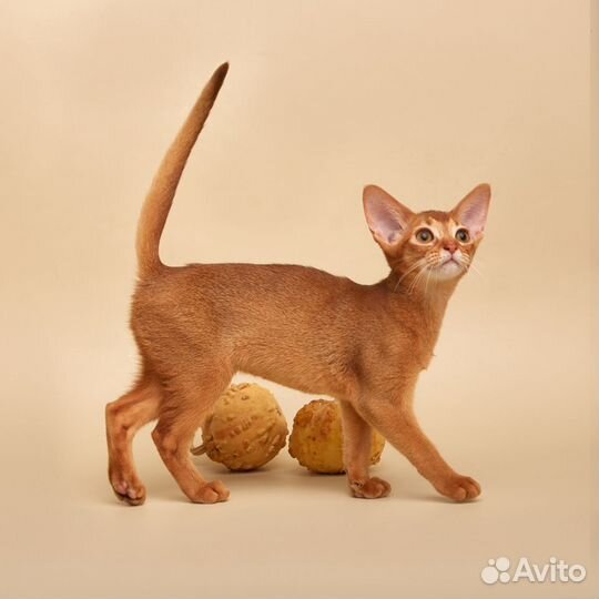 Абиссинские котята