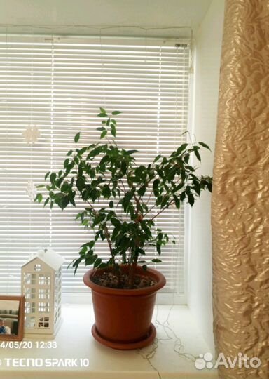 Фикус Бенджамина