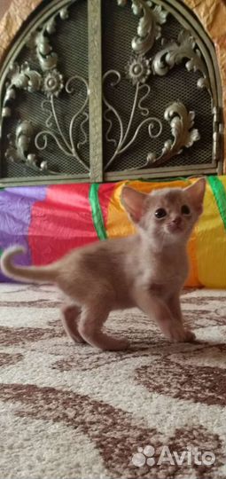 Фавн мальчик