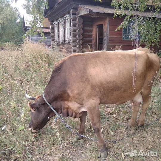 Коровы дойные