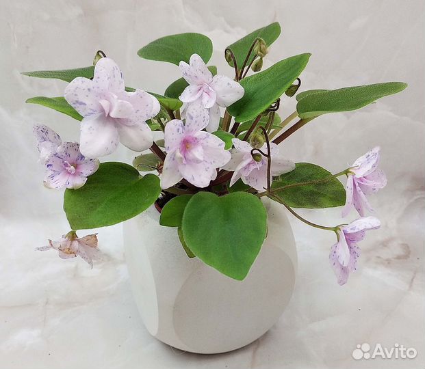 Цветущие фиалки