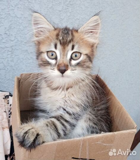 Отдам котенок-мальчик с примесью мейн-куна, девочк