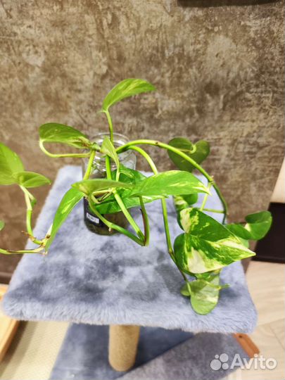 Эпипренум и педилантус