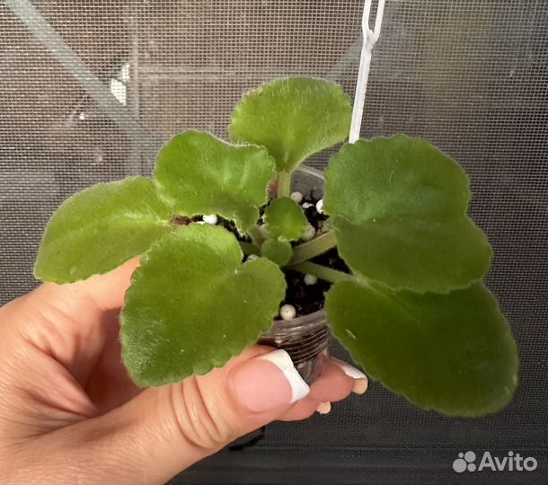 Фиалка сорт ав-Земляника