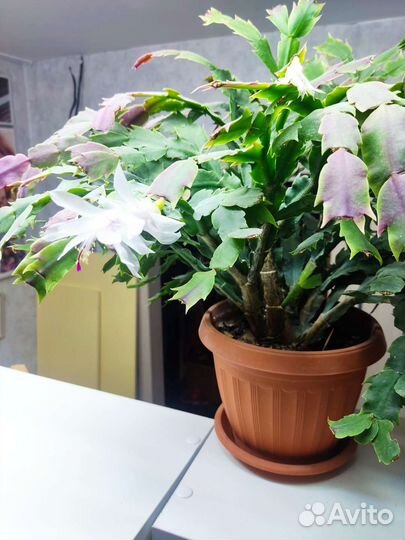 Декабрист белый