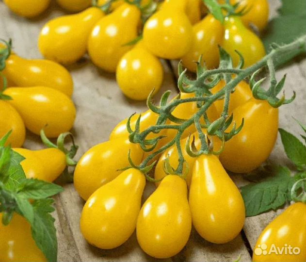 Томат золотой конёк черри