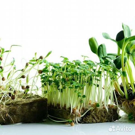 Семена микрозелени,наборы для выращивания дома