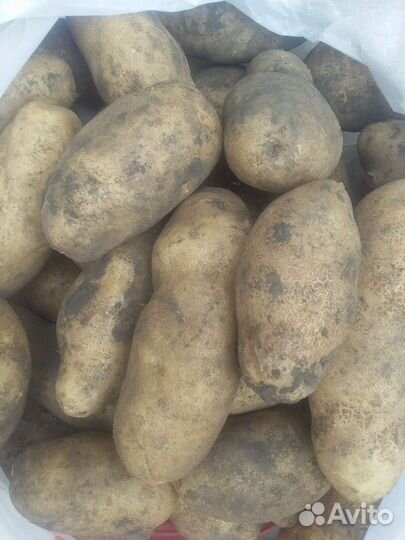 Продам картофель