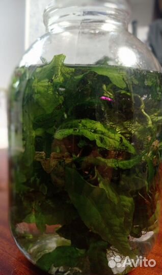 Аквариумные водоросли