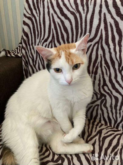 Кошечка Снежинка в дар