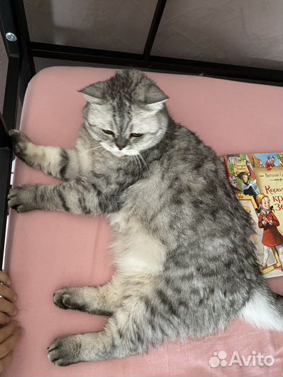 Шотландская прямоухая кошка