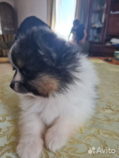 Щенки шпица