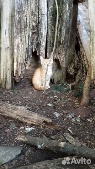 Котёнок Кот рыжий