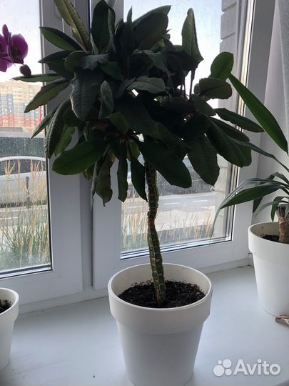 Юкка, фикус, шефлера, молочай