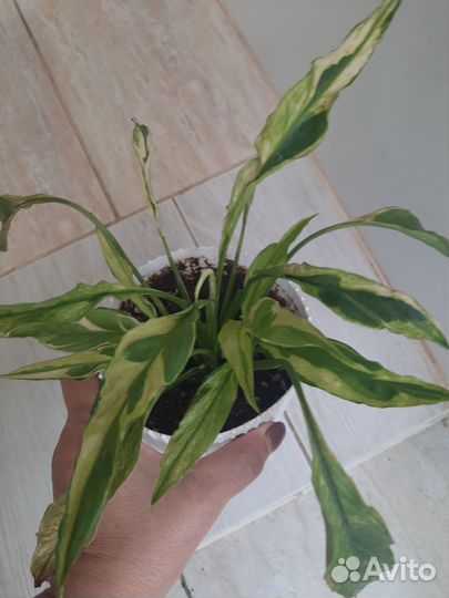 Спатифиллум Индонезия Дели гибрид