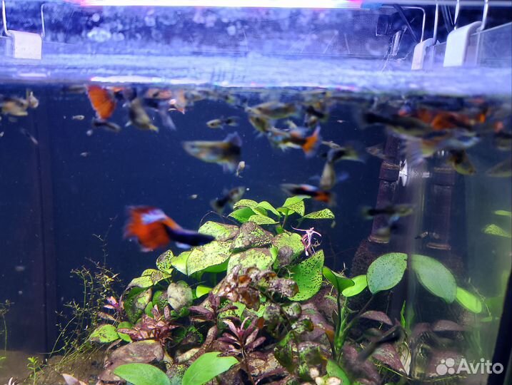 Рыбки гуппи