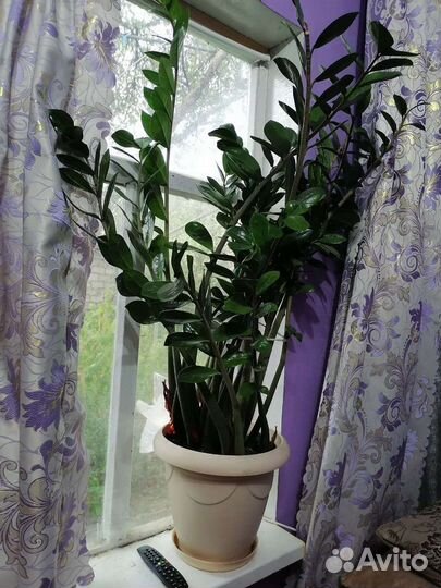 Замиокулькас