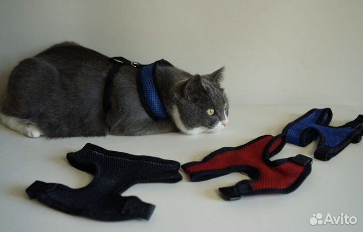 Шлейка для животных