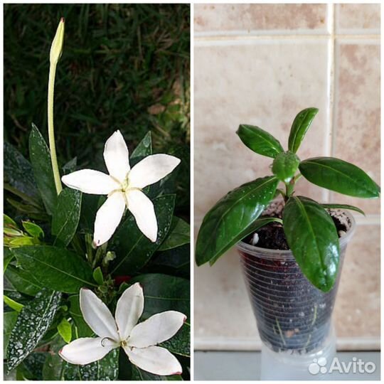 Цветушие растения, редкие и не очень