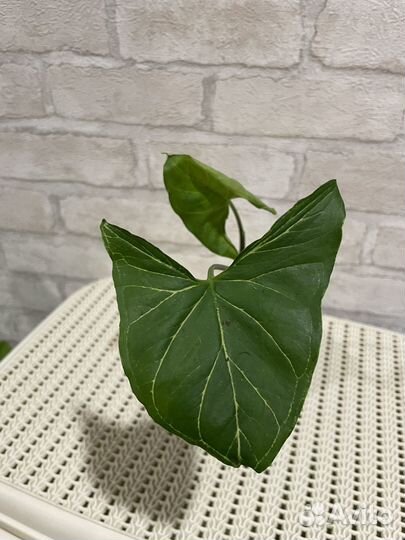 Сортовые сингониумы