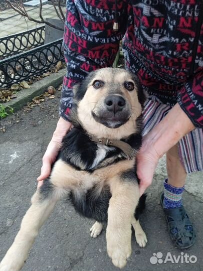 Собака в добрые руки отдам бесплатно