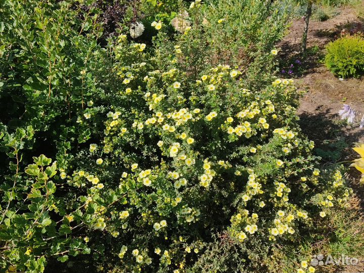 Лапчатка кустарниковая