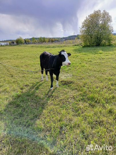 Тёлка 1 год,бычок 6 мес